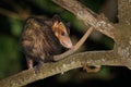 Common Opossum - Didelphis marsupialis also called the southern or black-eared opossum or gamba or manicou, marsupial species Royalty Free Stock Photo