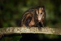 Common Opossum - Didelphis marsupialis also called the southern or black-eared opossum or gamba or manicou, marsupial species Royalty Free Stock Photo