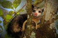 Common Opossum, Didelphis marsupialis, wild nature, Belize