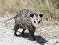 Common Opossum walking