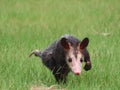 Common opossum (Didelphis marsupialis), also called the southern or black-eared opossum Royalty Free Stock Photo