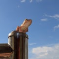 Common orange bush frog sitting on fencing