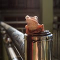 Common orange bush frog sitting on fencing