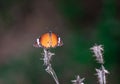Common orange butterfly sitting on a cactus