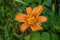 Common Orange Day Lily