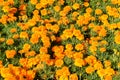 Common Orange Flowers In Spring