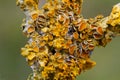 Common orange lichen Royalty Free Stock Photo