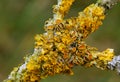 Common orange lichen