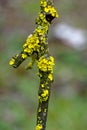 Common orange lichen on a fruit tree twig