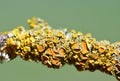 Common orange lichen Xanthoria parietina on the branch of tree. Royalty Free Stock Photo