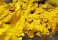 Common orange lichen (Xanthoria parietina) Royalty Free Stock Photo