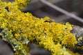 common orange lichen, Xanthoria parietina closeup selective focus Royalty Free Stock Photo