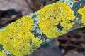 common orange lichen, Xanthoria parietina closeup selective focus Royalty Free Stock Photo