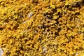 Common orange lichen, Xanthoria parietina Royalty Free Stock Photo