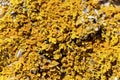 Common orange lichen, Xanthoria parietina Royalty Free Stock Photo