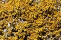Common orange lichen, Xanthoria parietina Royalty Free Stock Photo