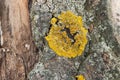 Common orange lichen, xanthoria parietina on poplar tree Royalty Free Stock Photo