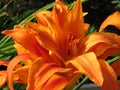 Common Orange Lily Flowers