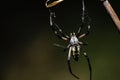 Common Orb weaver Royalty Free Stock Photo