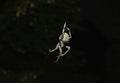 Common Orb weaver Royalty Free Stock Photo
