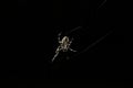 Common Orb weaver Royalty Free Stock Photo