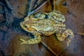 Common toad Royalty Free Stock Photo