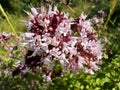 Common oregano flowers in a meadow. Royalty Free Stock Photo