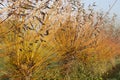 Common osier or basket willow trees salix salix viminalis ready to be cuttet