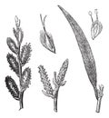 Common Osier or Salix viminalis vintage engraving