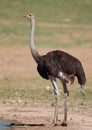 Common Ostrich Royalty Free Stock Photo