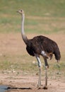 Common Ostrich