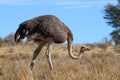 Common Ostrich Royalty Free Stock Photo