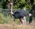 Common ostrich Royalty Free Stock Photo