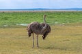 Common Ostrich in Africa