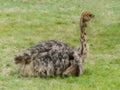 Common Ostrich baby
