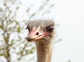 Common ostrich bird Struthio camelus head top view close-up with nature background. Royalty Free Stock Photo