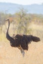 Common ostrich closeup Struthio camelus, Etosha National Park, Namibia Royalty Free Stock Photo