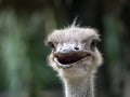 Common Ostrich Foreface.