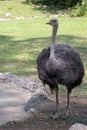 THE FEMALE COMMON OSTRICH ON GREEN BACKGROUND. Royalty Free Stock Photo