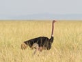 Common Ostrich in the Kenyan savannah Royalty Free Stock Photo