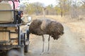 Common Ostrich