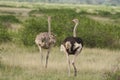 Common ostrich Struthio camelus Africa Kenya Savanna Couple