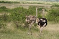 Common ostrich Struthio camelus Africa Kenya Savanna Couple