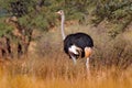 Common ostrich, Struthio camelus, big bird feeding green grass in savannah, Namibia, South Africa. Ostrich in nature habitat,