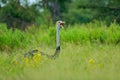 Common ostrich, Struthio camelus, big bird feeding green grass in savannah with open bill, Botswana, Okavango in Africa. Ostrich i