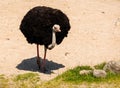 Common Ostrich, Struthio camelus, big male bird walking towards camera Royalty Free Stock Photo