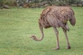 Common ostrich, Struthio camelus, a large flightless bird is walking on the green feld Royalty Free Stock Photo