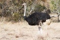 Common Ostrich Struthio camelus male closeup walking alone Royalty Free Stock Photo