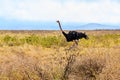 Common ostrich (Struthio camelus) at the Ngorongoro national park, Tanzania. Wildlife photo Royalty Free Stock Photo