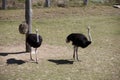 A pair of Common Ostriches (Struthio camelus)